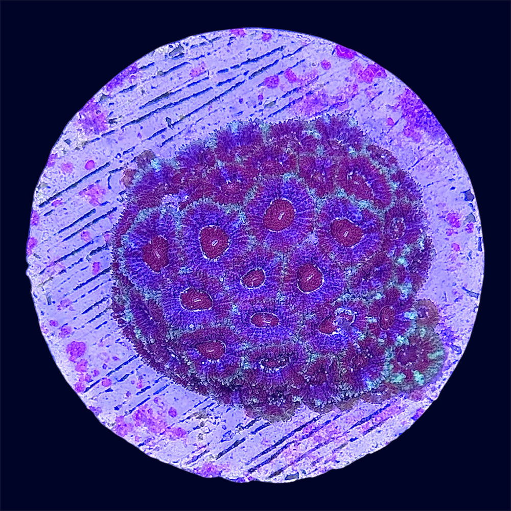 Micromussa Lord Frag - C51