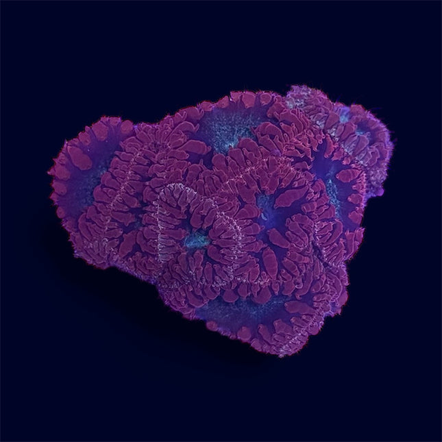 Red/Green Blastomussa - B42