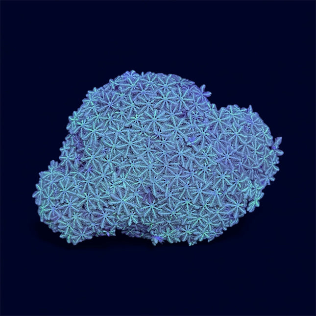 Green Pipe Organ - B43