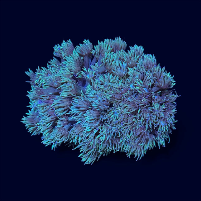 Green Goniopora Mini Colony - B43