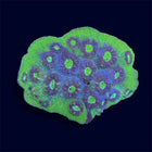 Green/Purple Chalice - B43