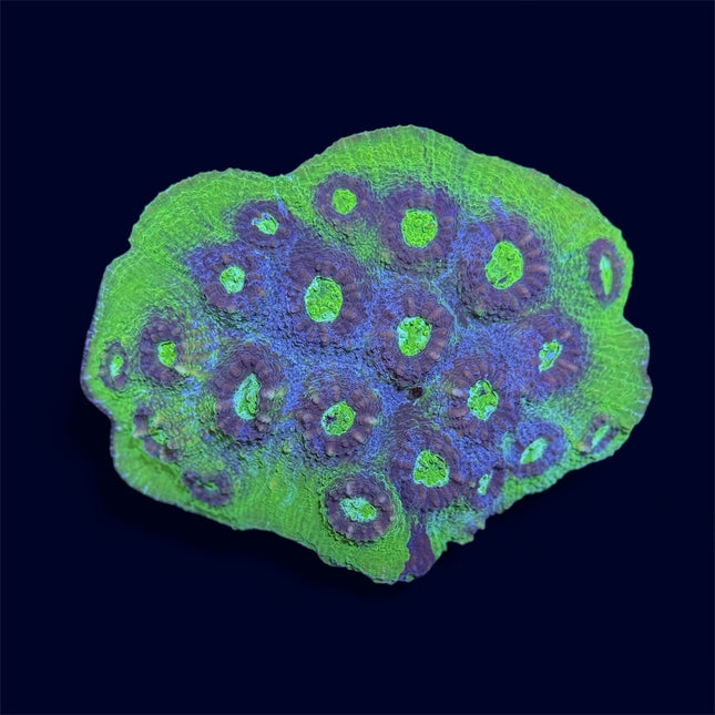 Green/Purple Chalice - B43