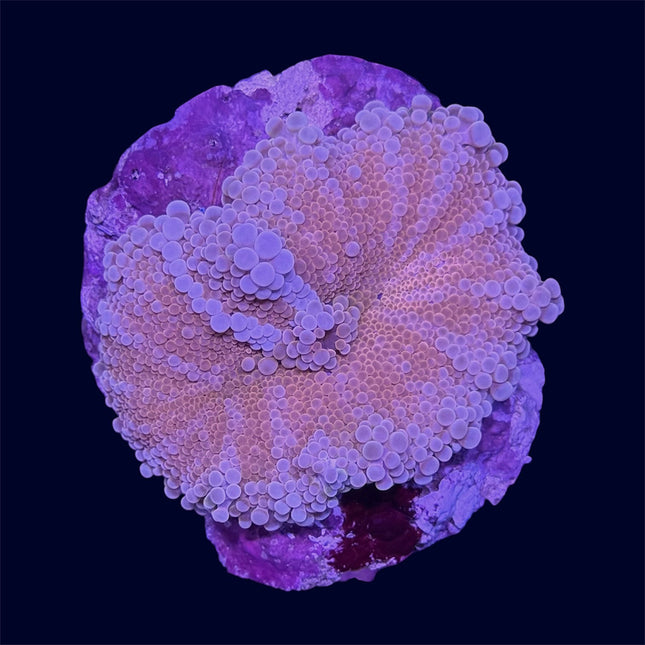 Pink Yuma Ricordea Mushroom - B43