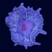 Green Neglectus Mushroom - A71