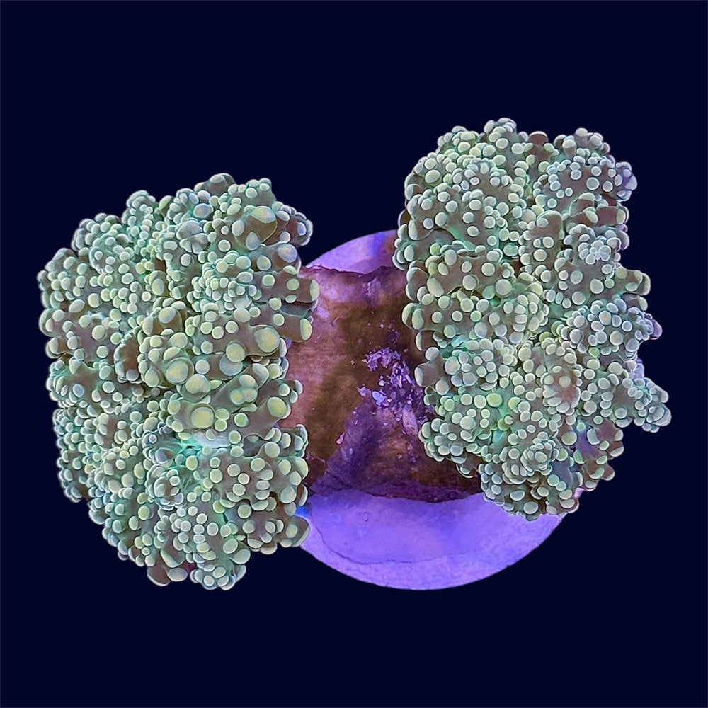 Green Octospawn Frag - B43