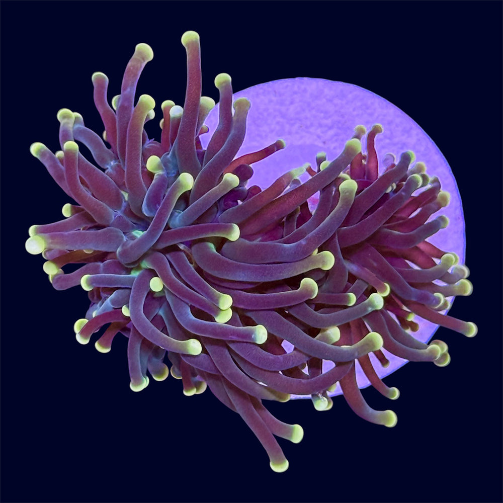 Yellow Tip Torch - B44