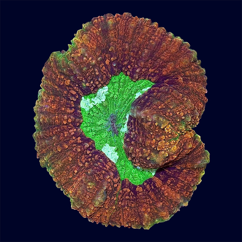 Bicolour Symphyllia - B45