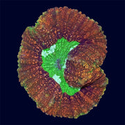 Bicolour Symphyllia - B45