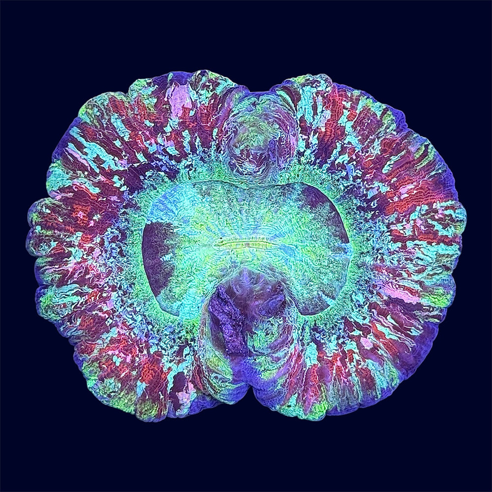 Multicolour Trachy - B46