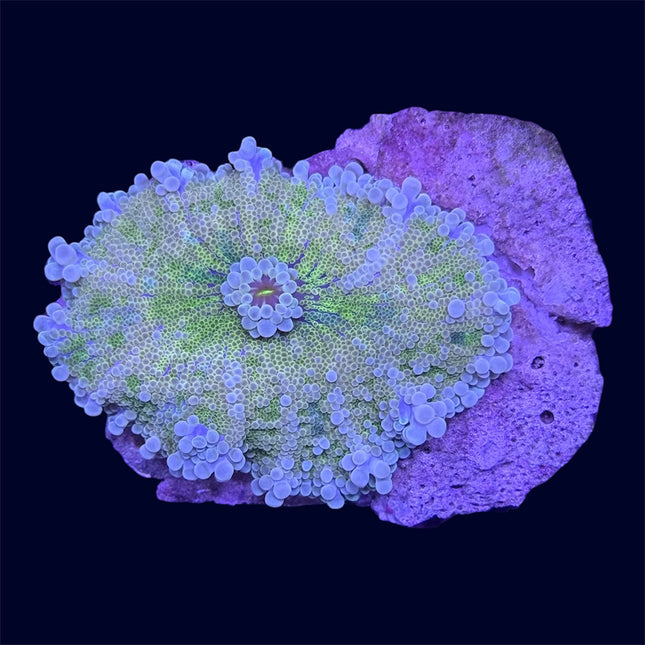 Green Yuma Ricordea Mushroom - B47