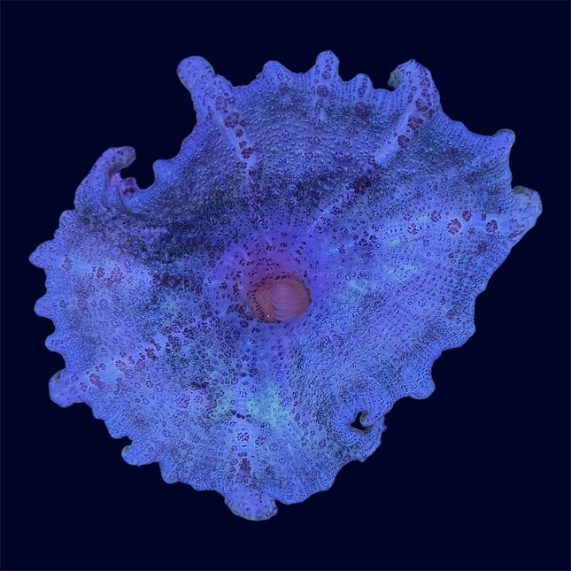 Green Neglectus Mushroom - B47