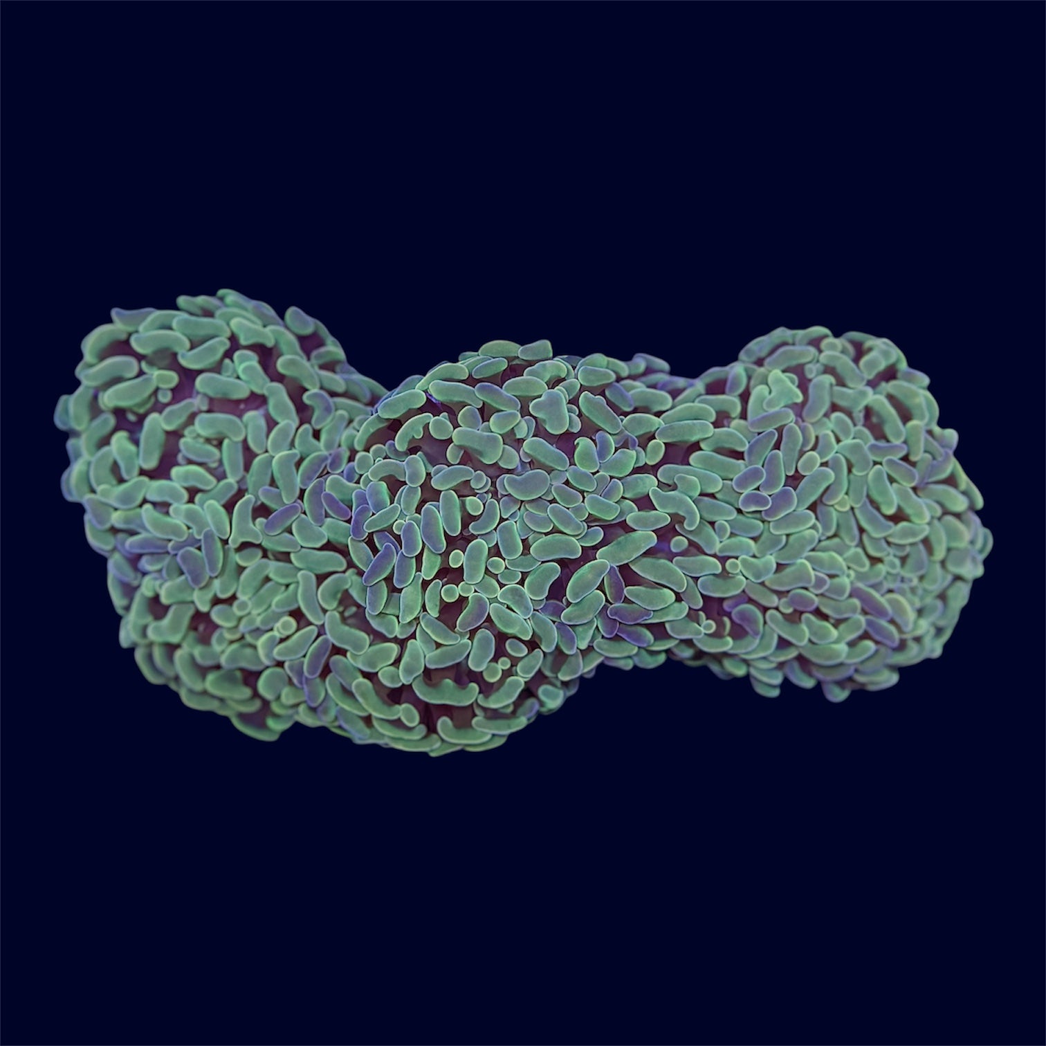 Gold Wall Hammer - B48