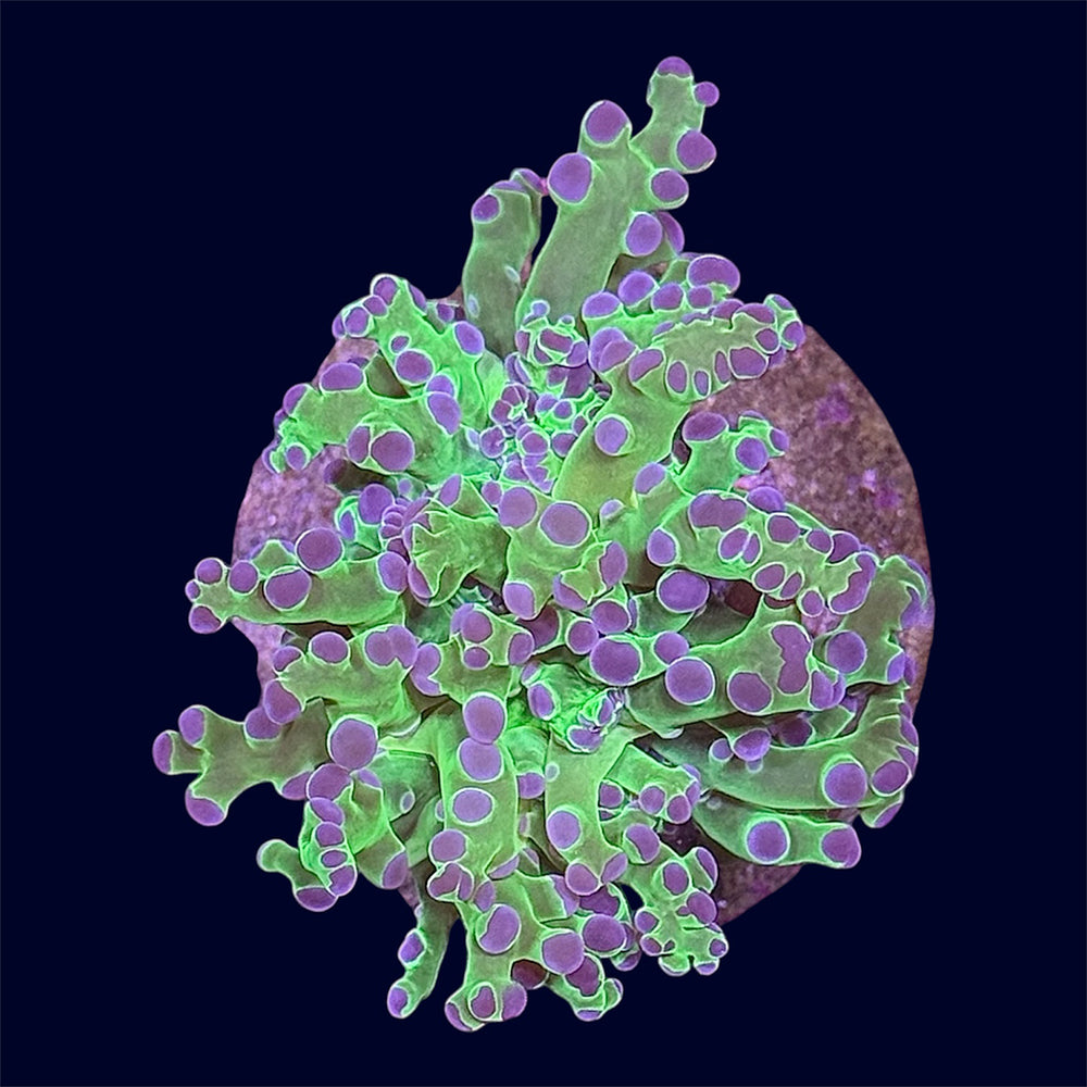 Bicolour Frogspawn Frag - B48