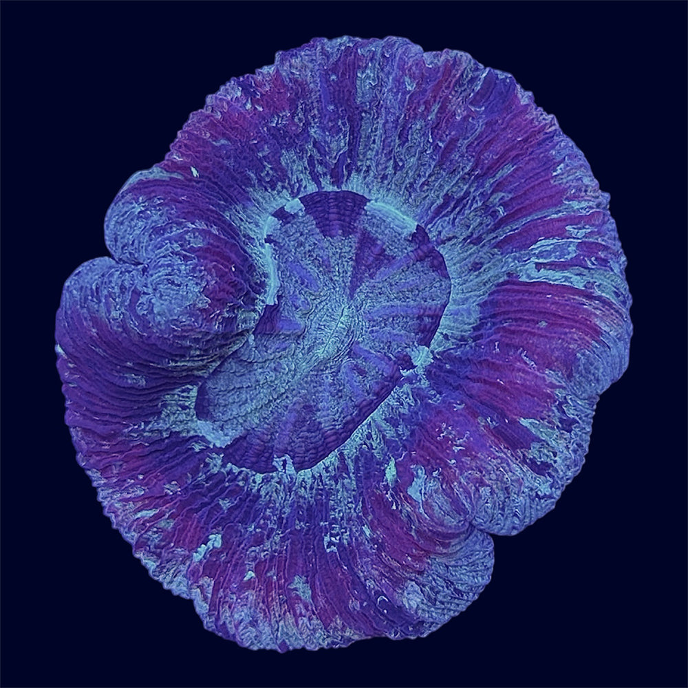 Neon Multicolour Trachy - B49