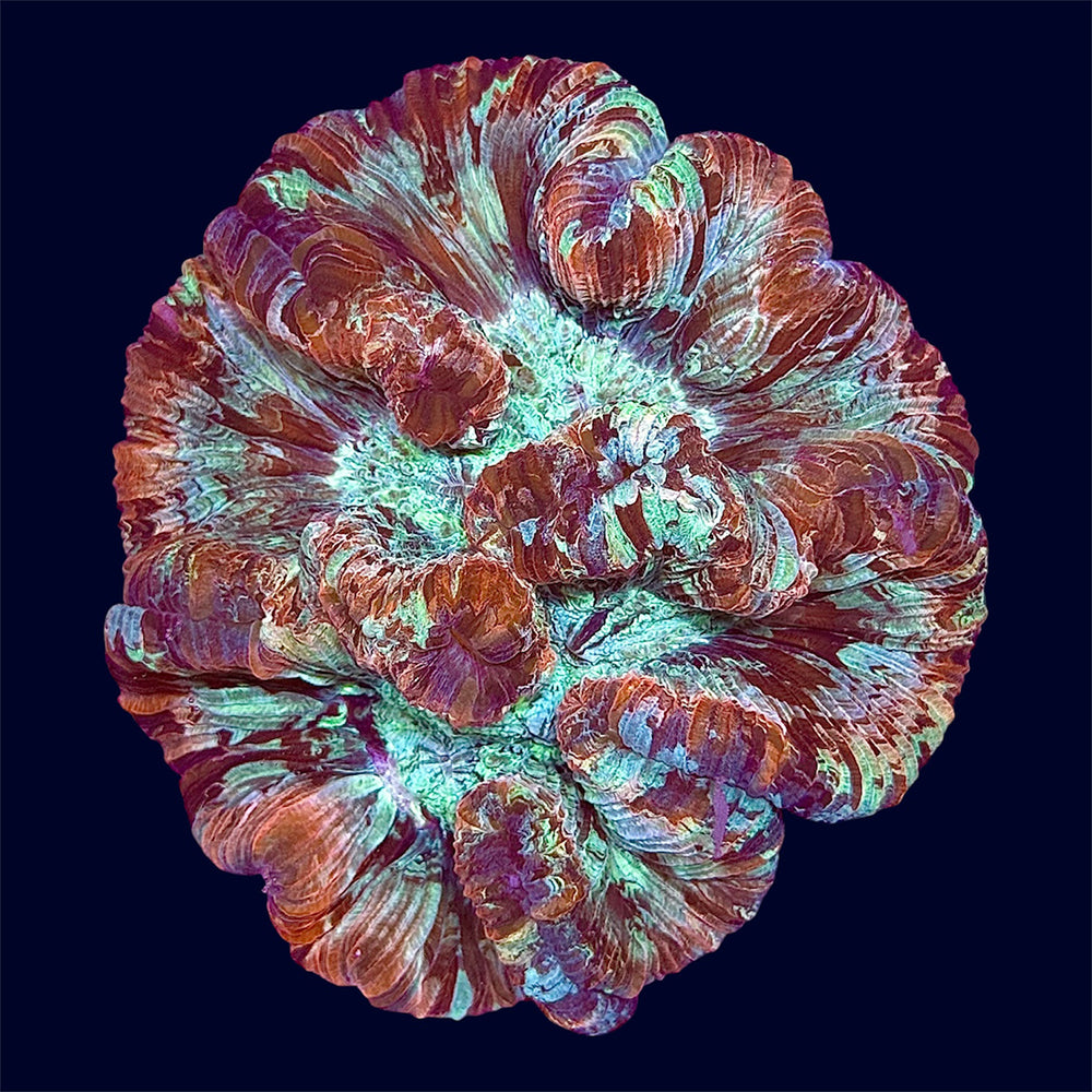 Multicolour Trachy - B49