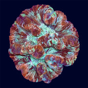 Multicolour Trachy - B49