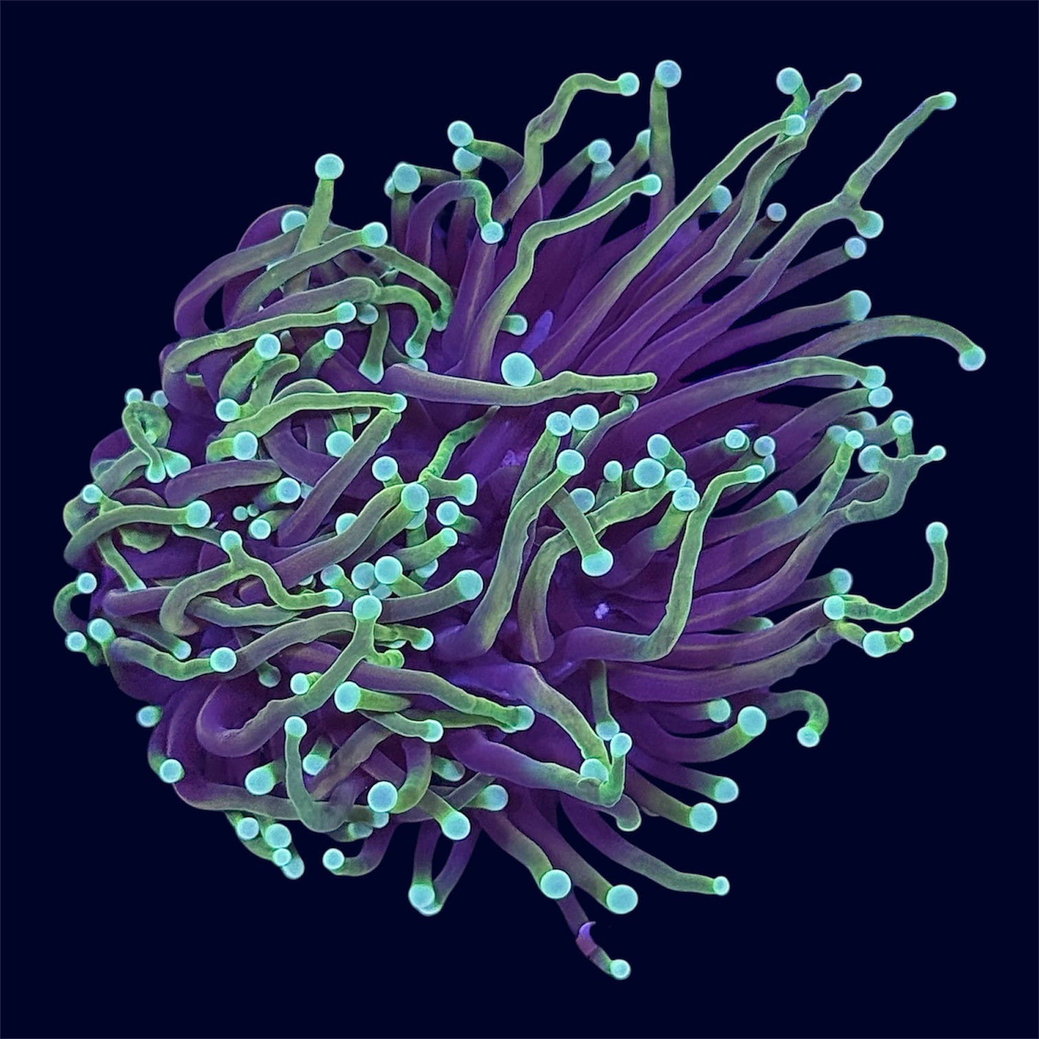 Dragon Soul Torch - B49