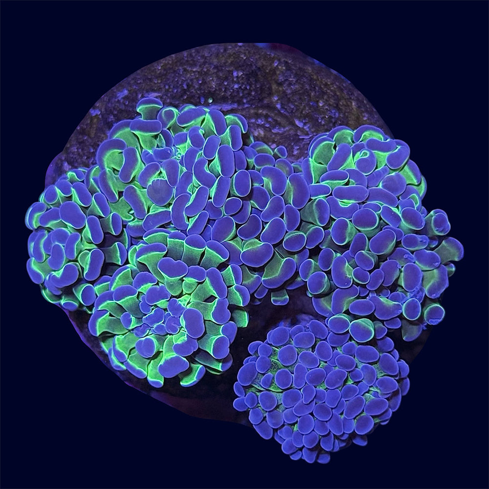 Purple Tip Hammer Rock - B50