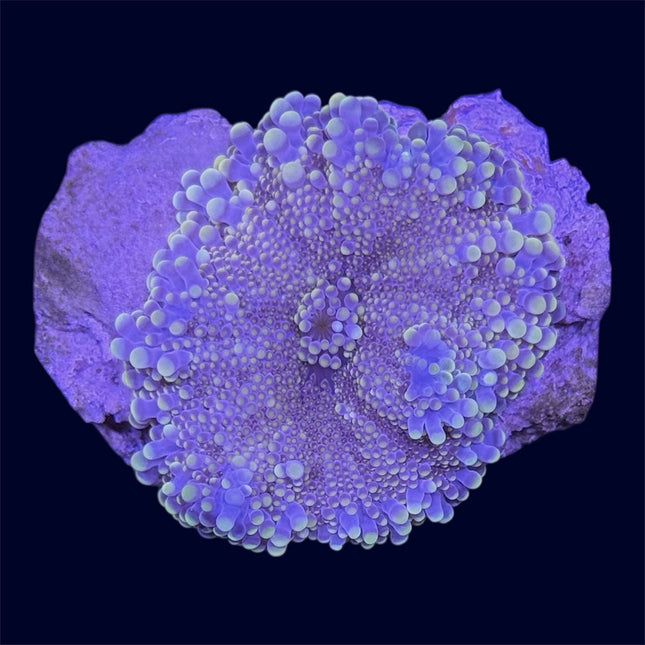 Pink Yuma Ricordea Mushroom - B50