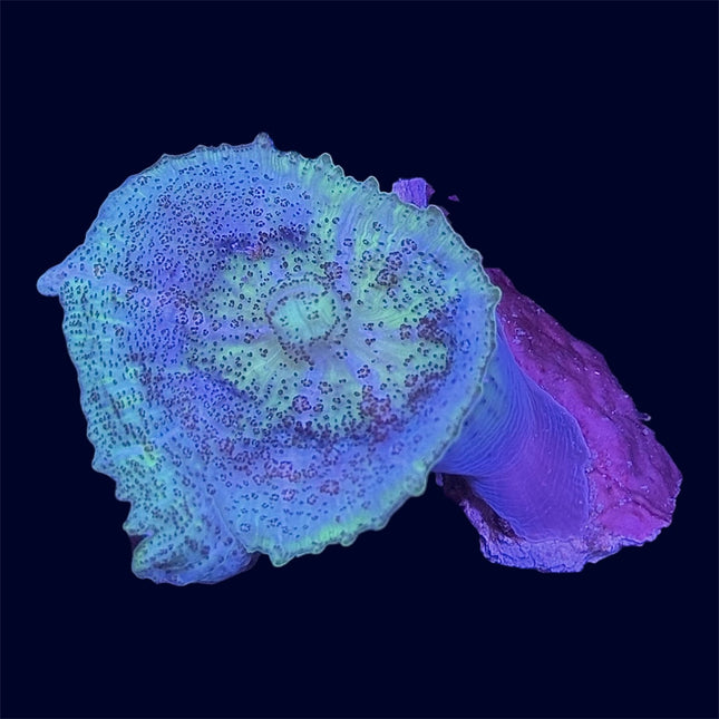 Green Neglectus Mushroom - B50