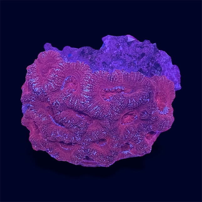 Red Micromussa Lord - B5