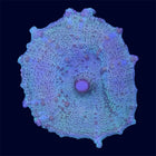 Green Neglectus Mushroom - B5