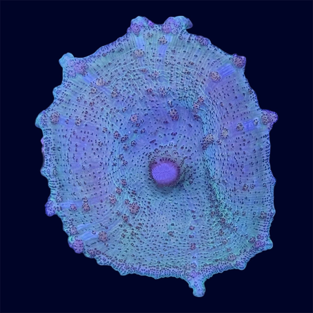 Green Neglectus Mushroom - B5