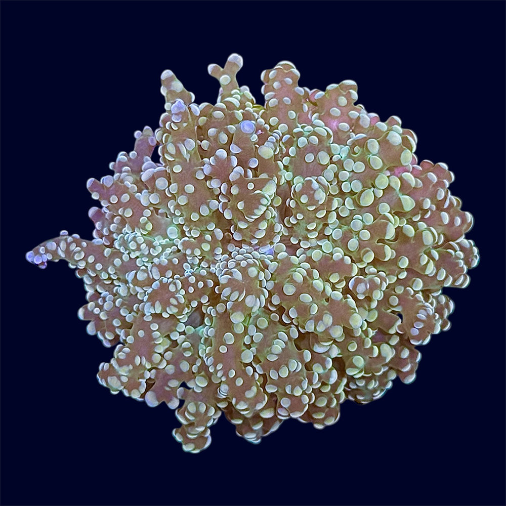 Green Octospawn Frag - B5