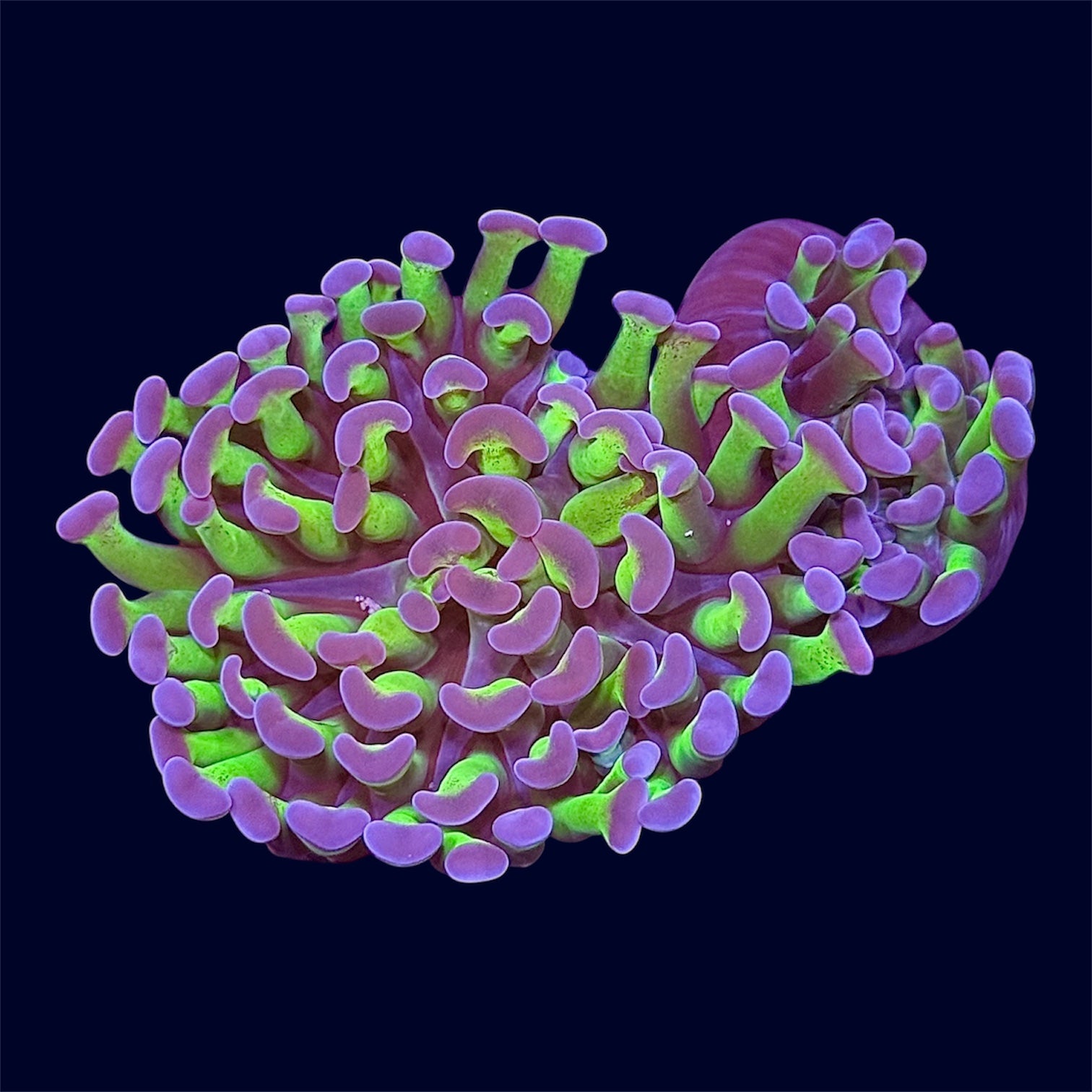 Purple Tip Hammer Frag - B5