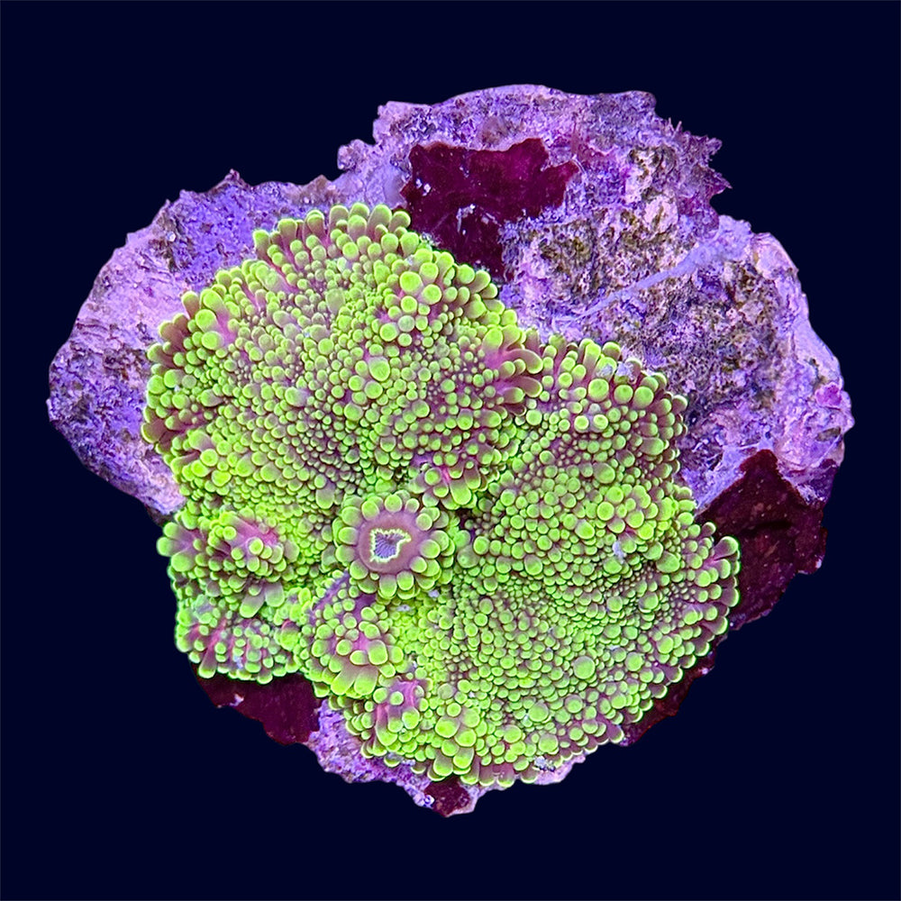 Yellow Ricordea Yuma - B6