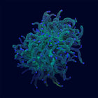 Pink Tip Green Torch - B6