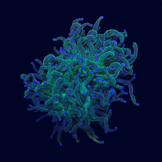 Pink Tip Green Torch - B6