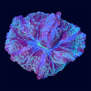 Multicolour Cynarina - B6