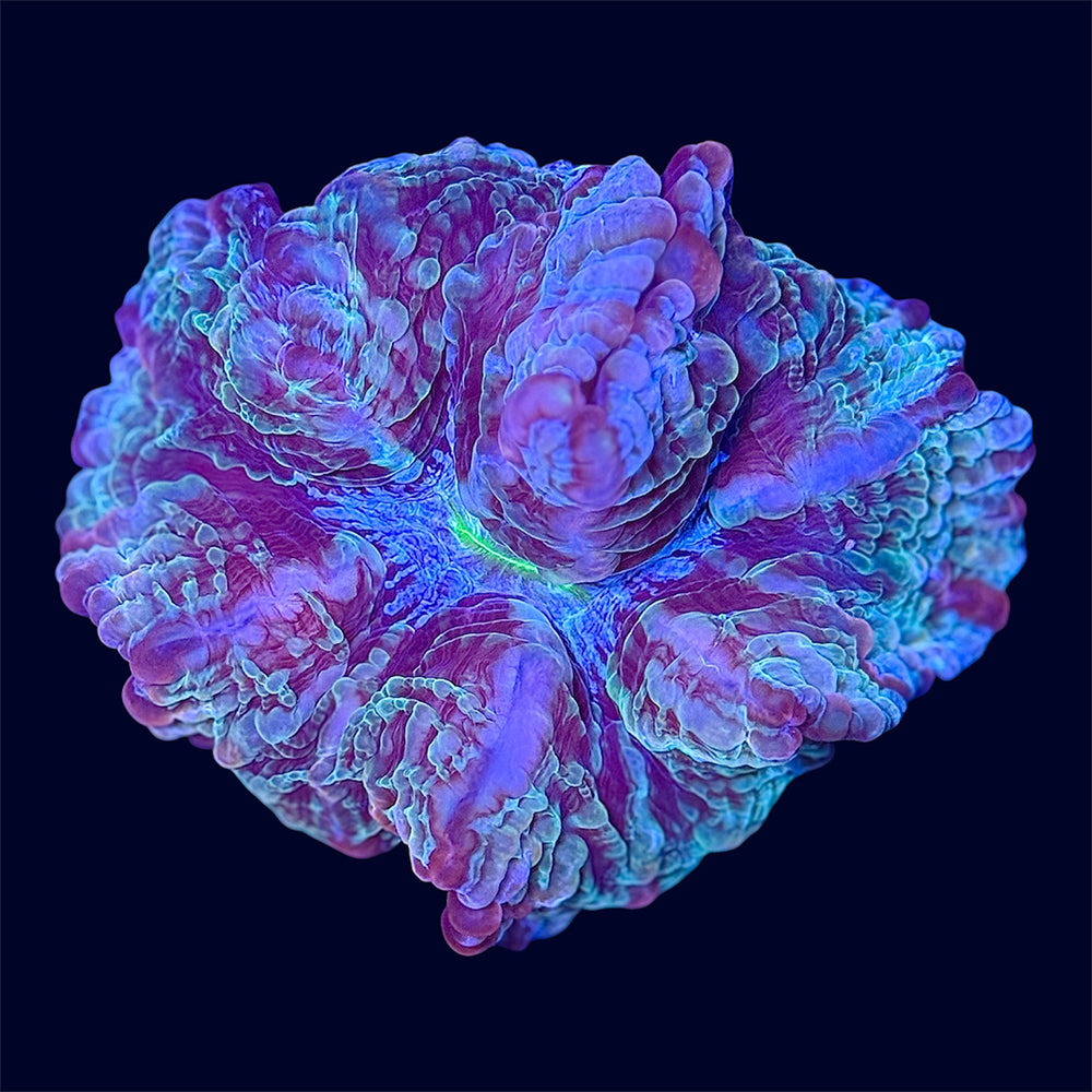 Multicolour Cynarina - B6