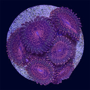 Red Speckle Zoa - B8