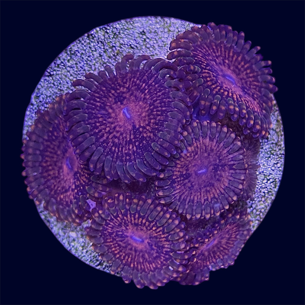 Red Speckle Zoa - B8