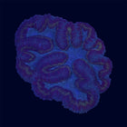 Tricolor Symphyllia - B8