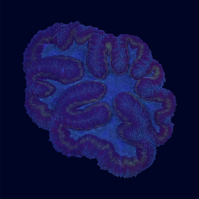 Tricolor Symphyllia - B8