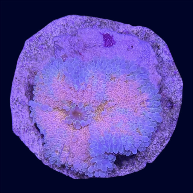 Pink Yuma Ricordea Mushroom - B8