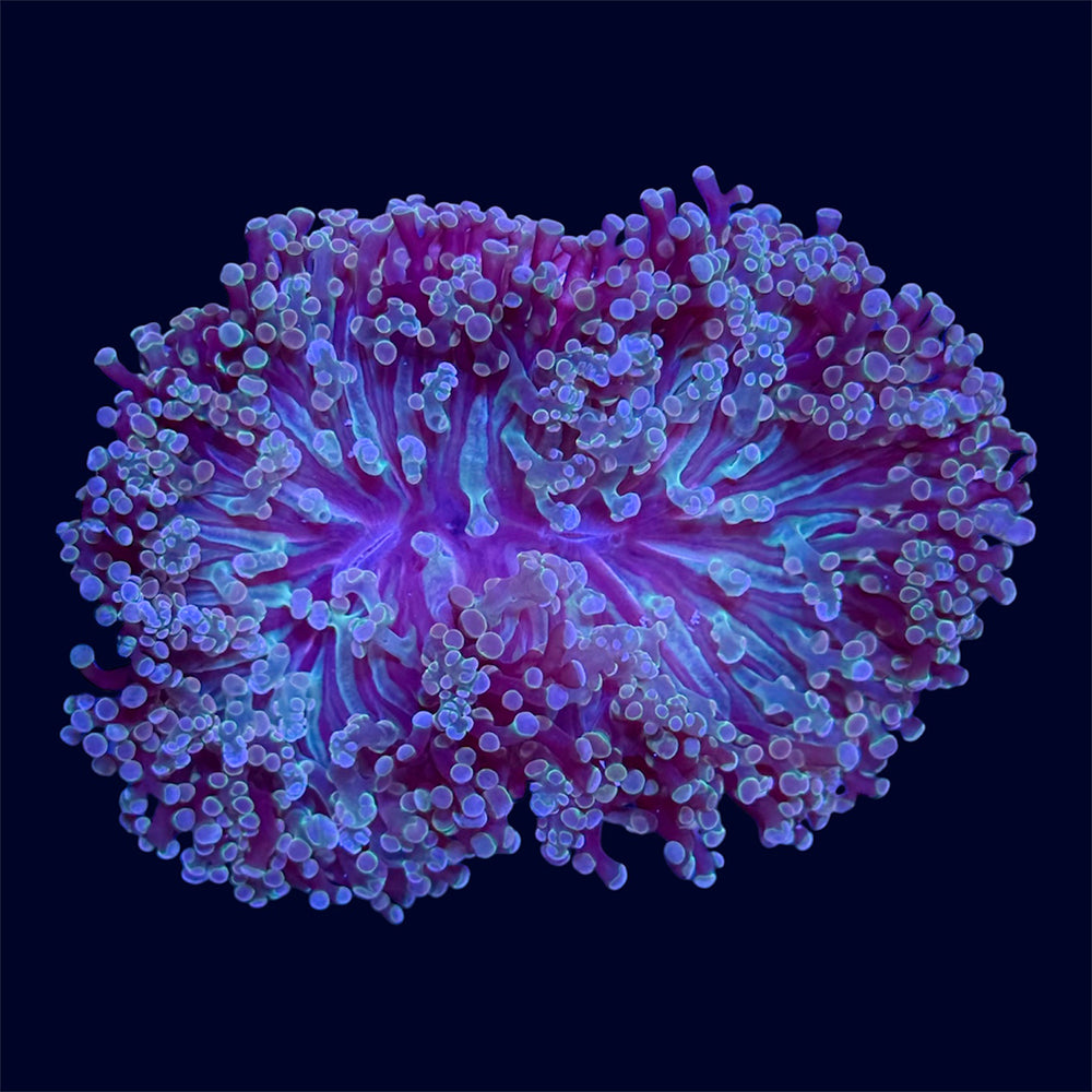 Wall Frogspawn - B9