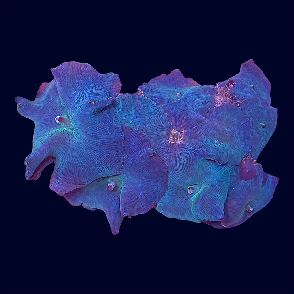 Blue Discosoma Rock - B9