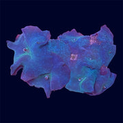 Blue Discosoma Rock - B9