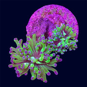 Bicolour Frogspawn - C1
