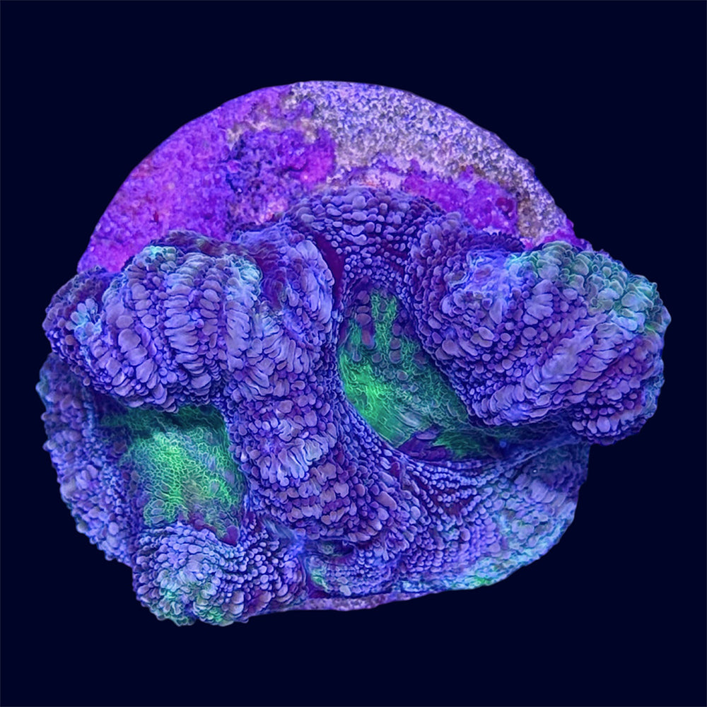 Micromussa Lord Frag - C51