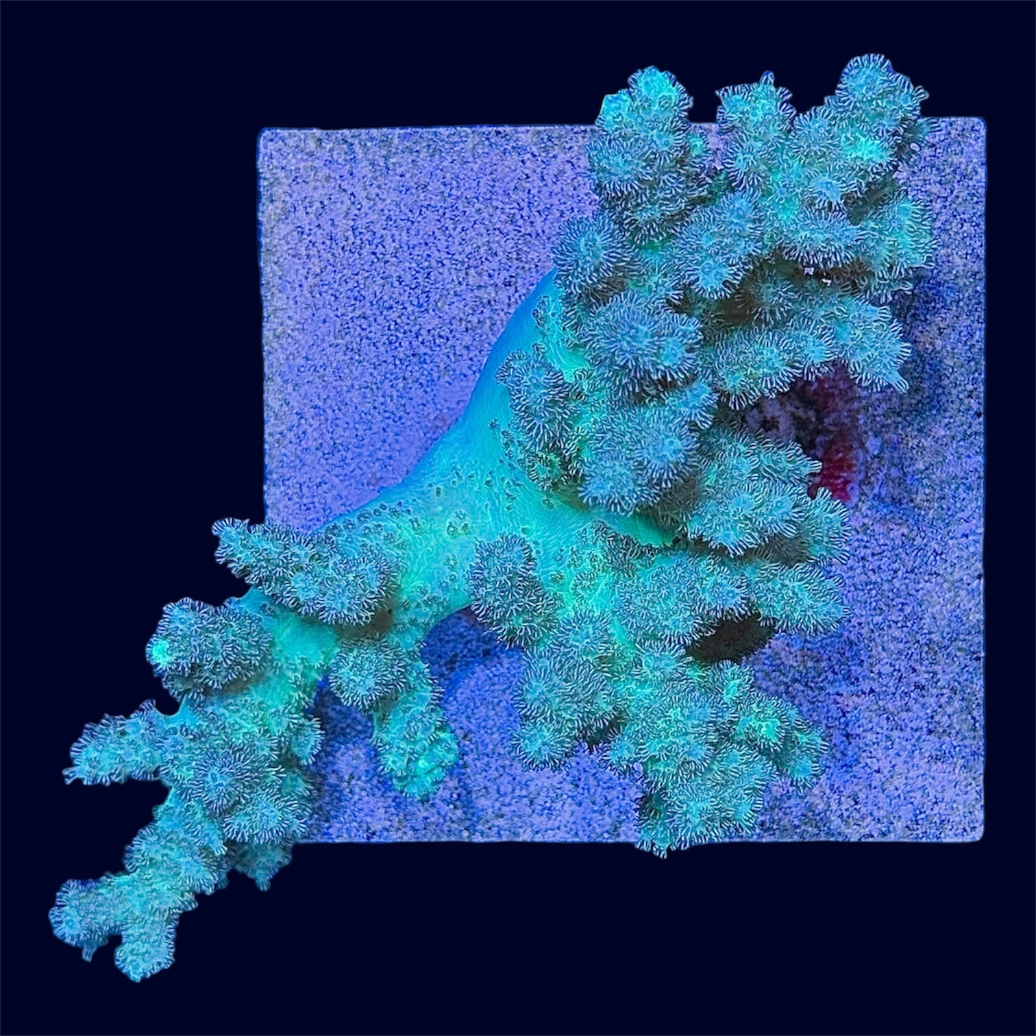 Neon Green Sinularia - C52