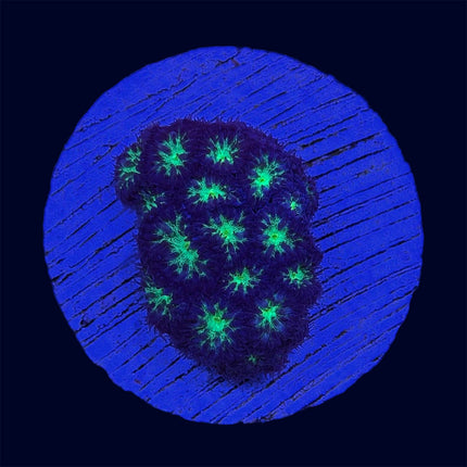Blastomussa Merleti - C52