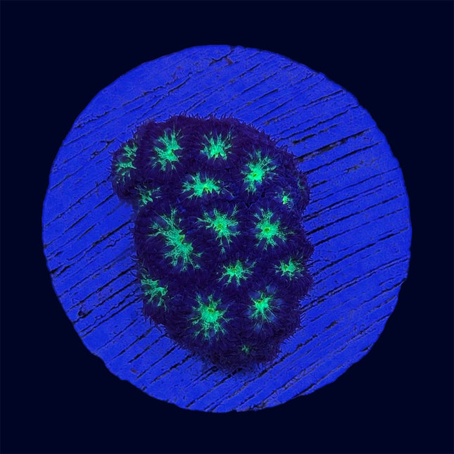 Blastomussa Merleti - C52