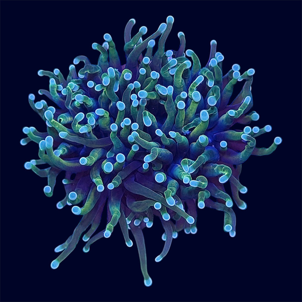 Dragon Soul Torch - C53