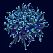 Dragon Soul Torch - C53