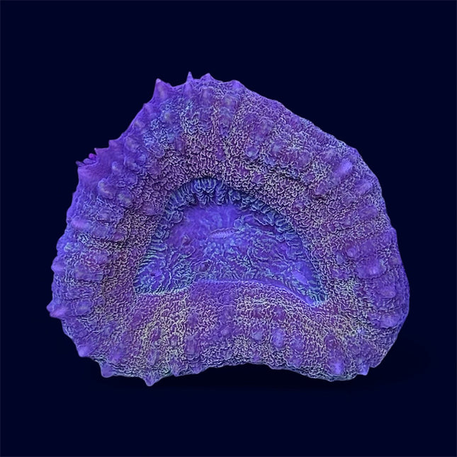 Multicolour Lobo - C54